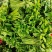 广东精品山野菜天绿香又名树籽菜，保质保量，诚信经营