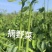 广东精品山野菜天绿香又名树籽菜，保质保量，诚信经营