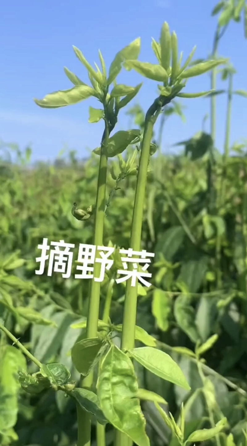 广东精品山野菜天绿香又名树籽菜，保质保量，诚信经营