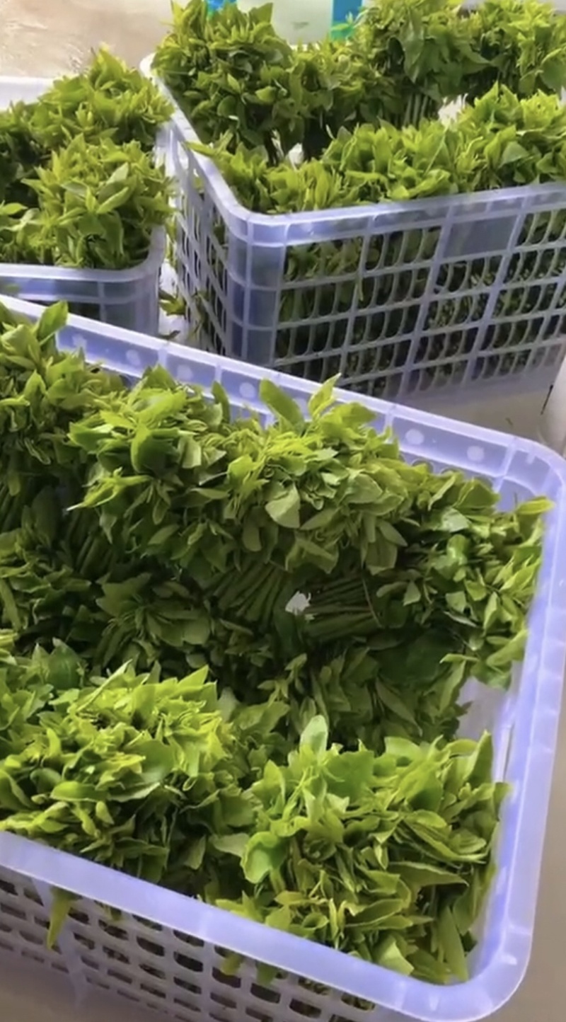 广东精品山野菜天绿香又名树籽菜，保质保量，诚信经营