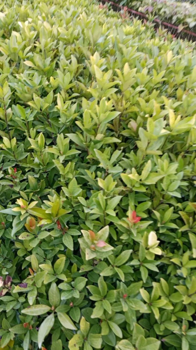 巴西樱桃木树苗适合庭院别墅院子庭院种植树苗水果苗