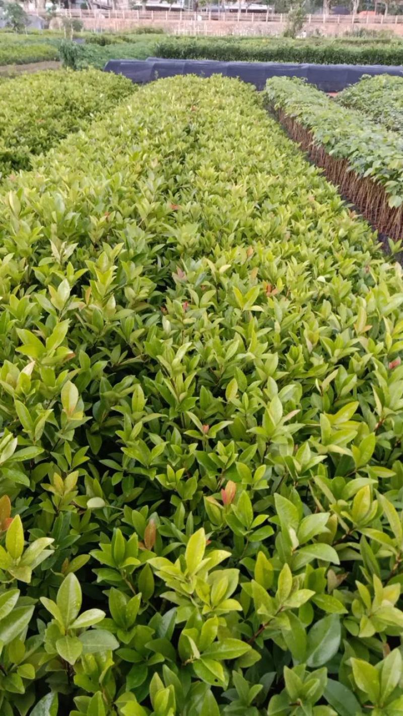 巴西樱桃木树苗适合庭院别墅院子庭院种植树苗水果苗