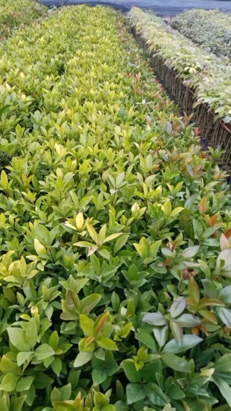 巴西樱桃木树苗适合庭院别墅院子庭院种植树苗水果苗