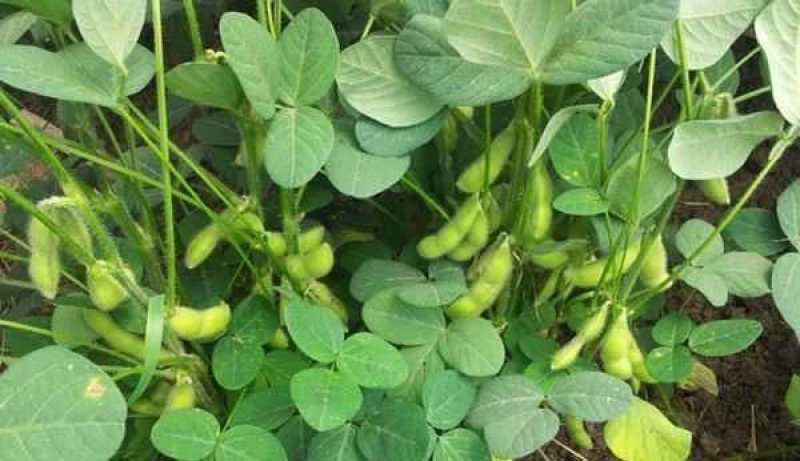 早中熟鲜食毛豆种子上市早高产抗倒伏大荚大粒量大优惠