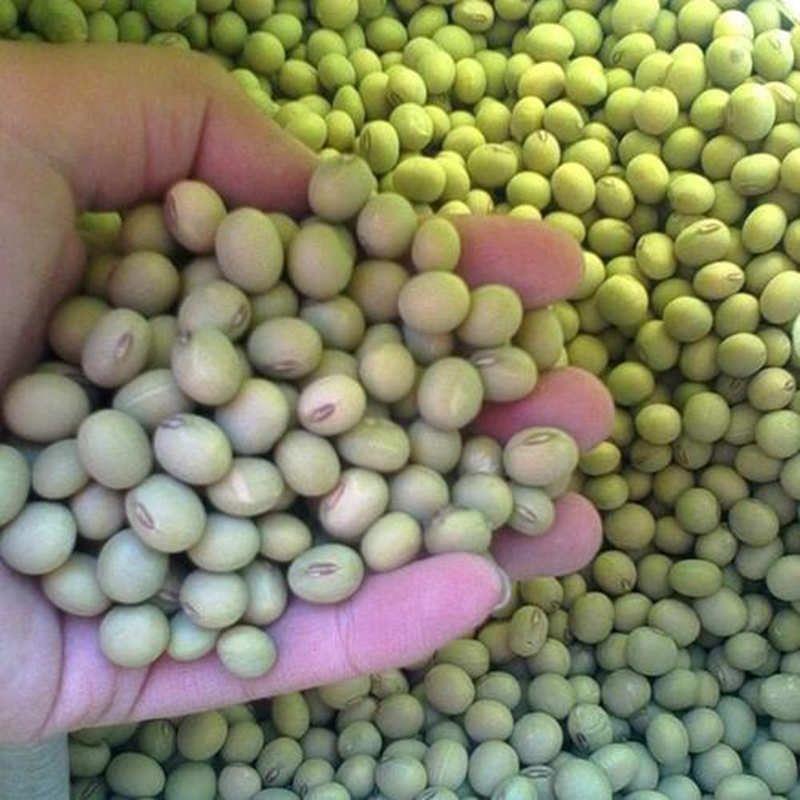 早中熟鲜食毛豆种子上市早高产抗倒伏大荚大粒量大优惠