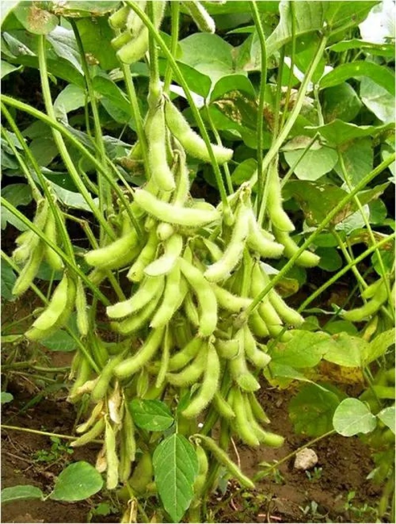 早中熟鲜食毛豆种子上市早高产抗倒伏大荚大粒量大优惠