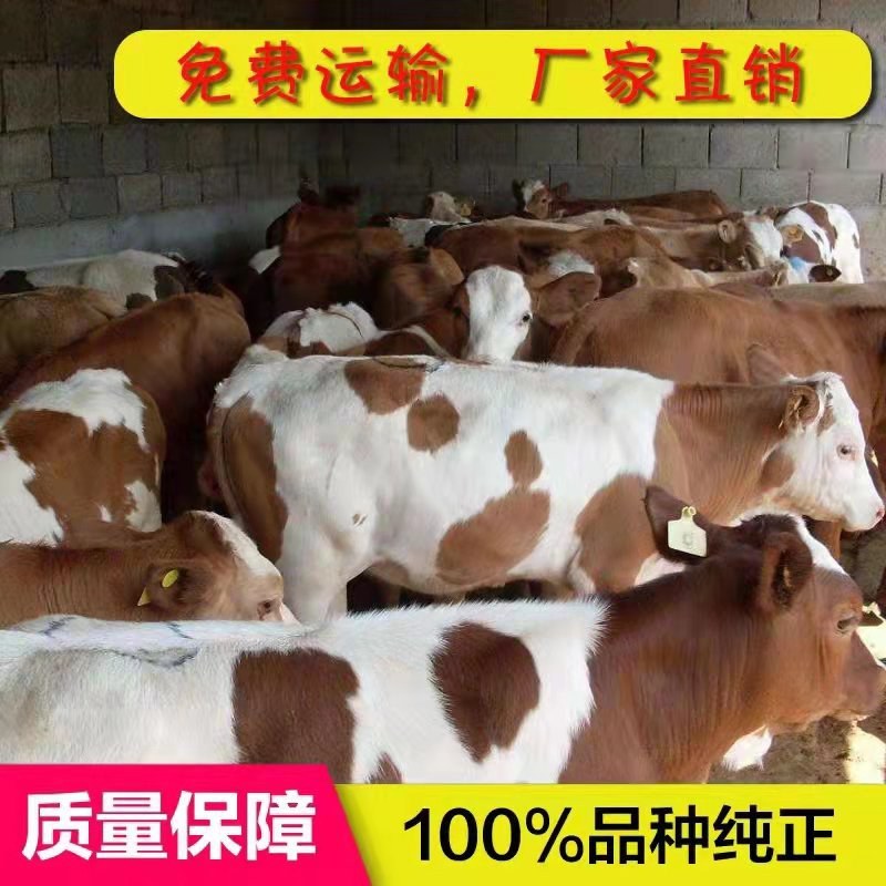西门塔尔牛，价格便宜，生长发育快，包送到家，货到付款
