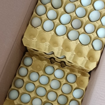新鲜绿壳鸡蛋土鸡蛋虫草蛋草鸡蛋乌鸡蛋整件批发