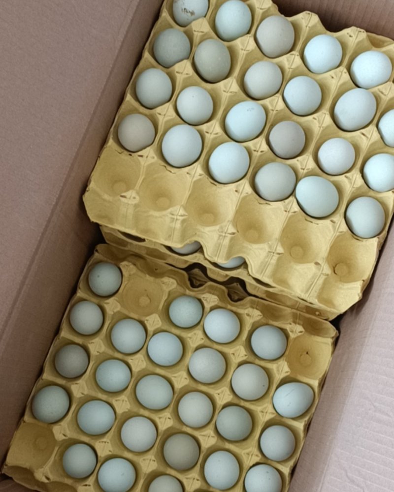 新鲜绿壳鸡蛋土鸡蛋虫草蛋草鸡蛋乌鸡蛋整件批发