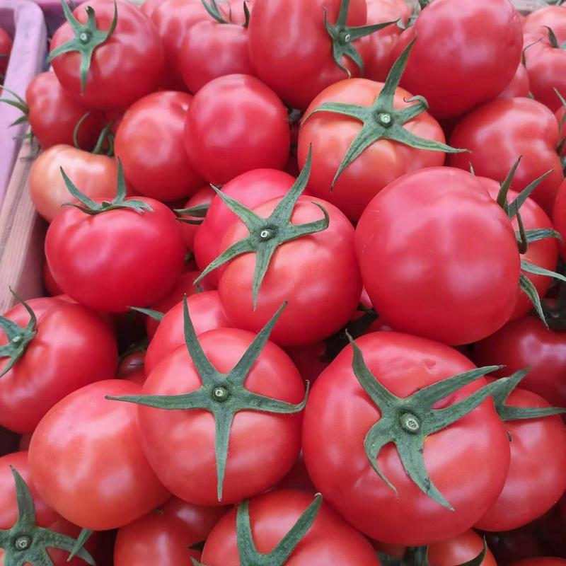 番茄西红柿大红通货硬粉，品质优良，欢迎采购