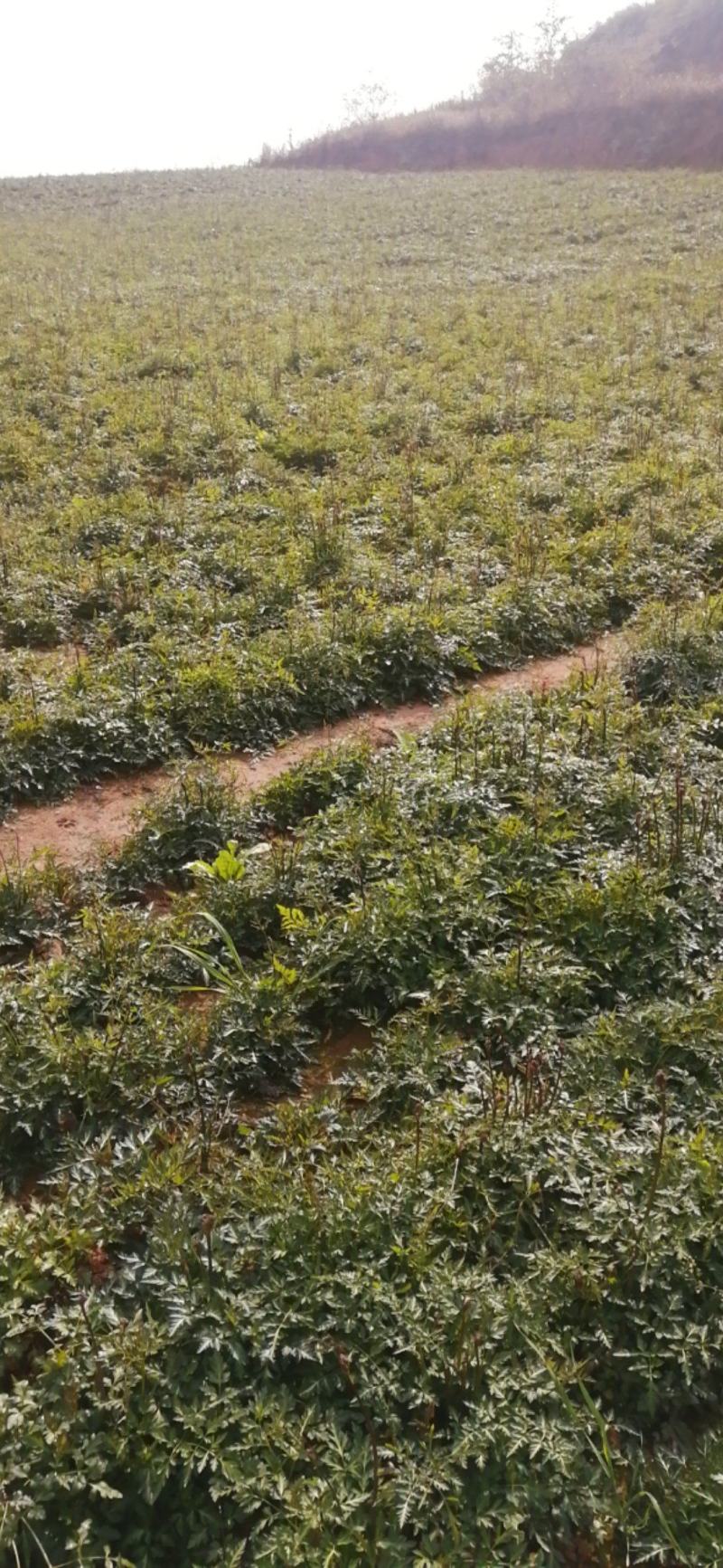 鲜沙参