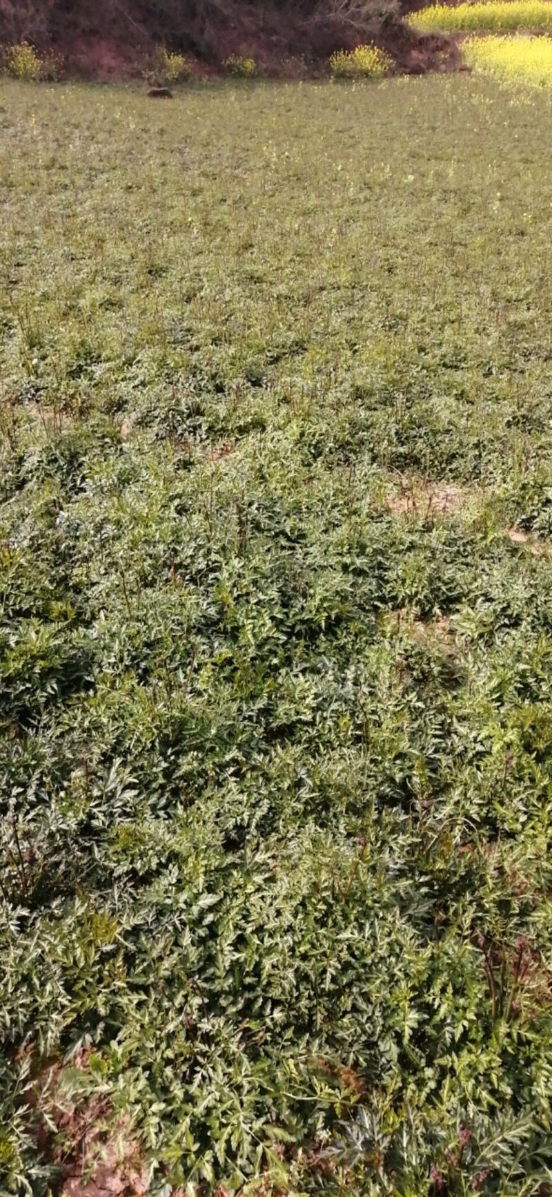 鲜沙参
