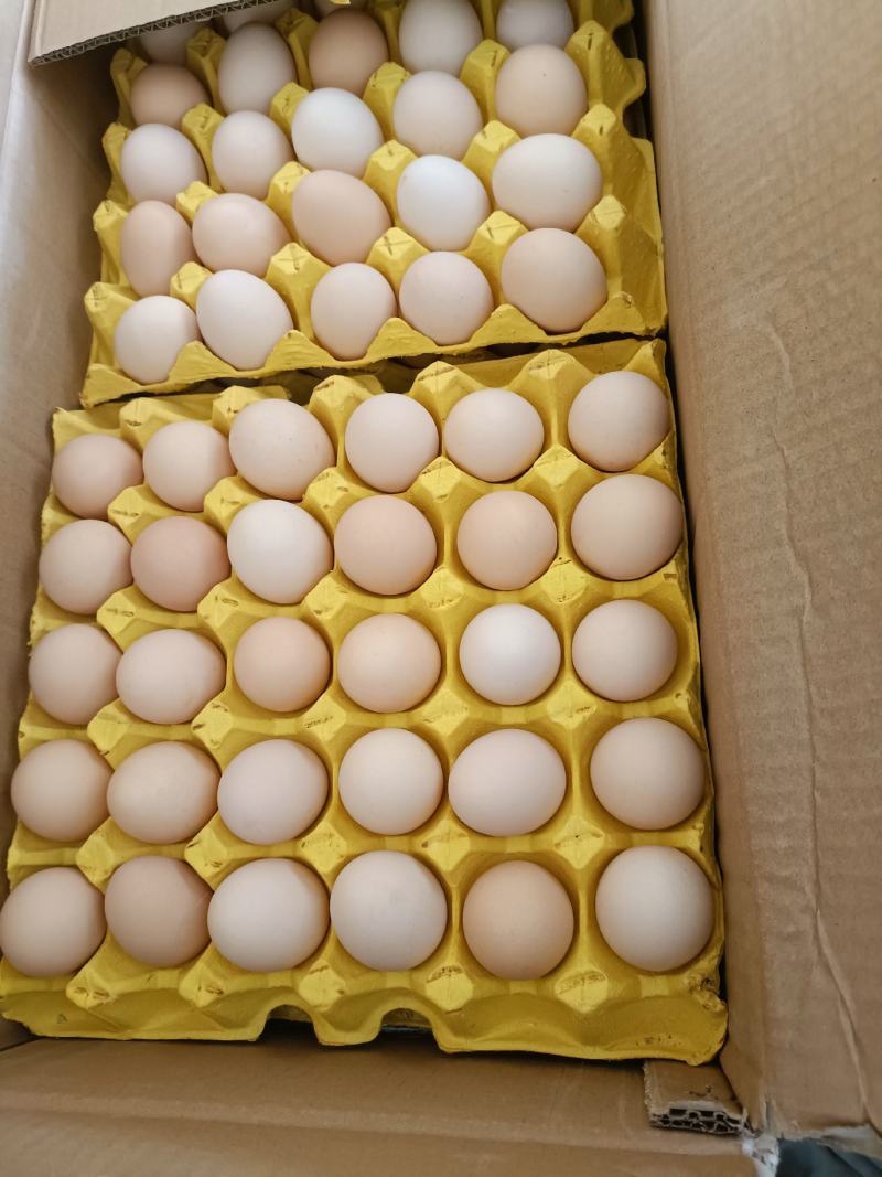 新鲜绿壳鸡蛋土鸡蛋虫草蛋草鸡蛋乌鸡蛋整件批发