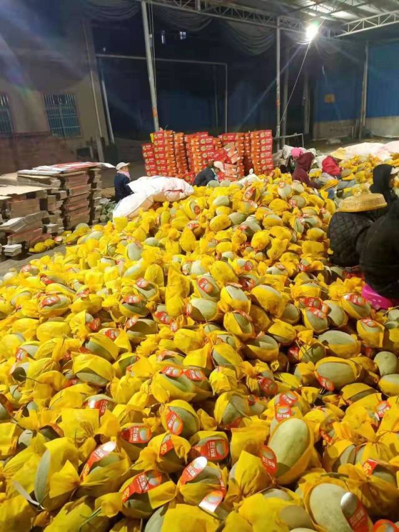晓蜜25号甜瓜产地直发货源充足全国发货诚信经营