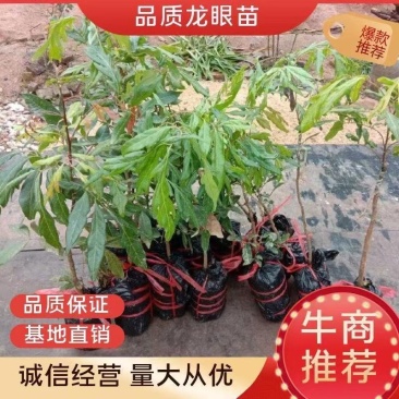 龙眼树苗无核龙眼四季龙眼新品果苗嫁接果树苗可庭院盆栽地栽