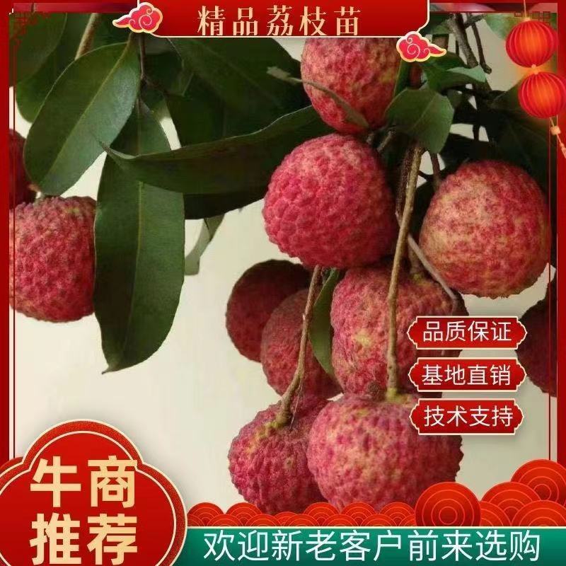 新品种仙进奉荔枝紫皮冰荔桂味妃子笑荔枝王南北可种
