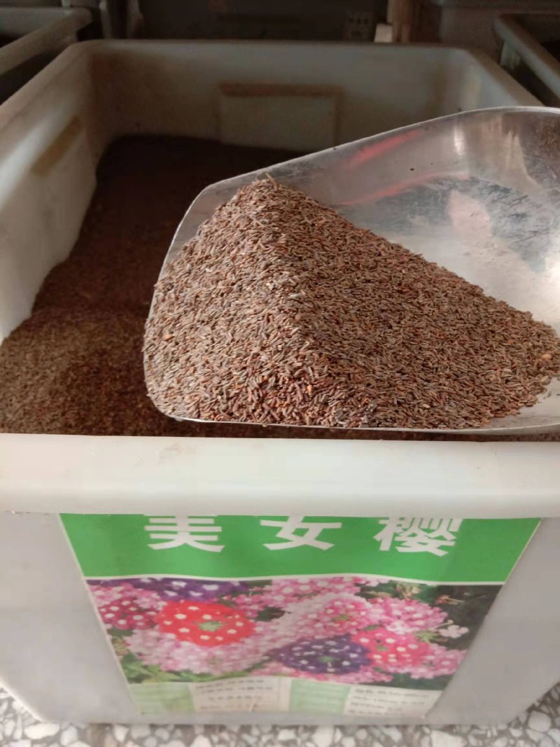 加拿大美女樱种子，进口种子，颜色艳丽，姿态优雅