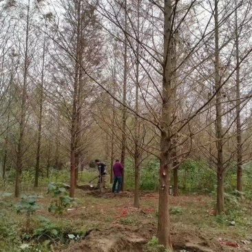 精品5-20公分水杉，池杉，落雨杉，大量供应