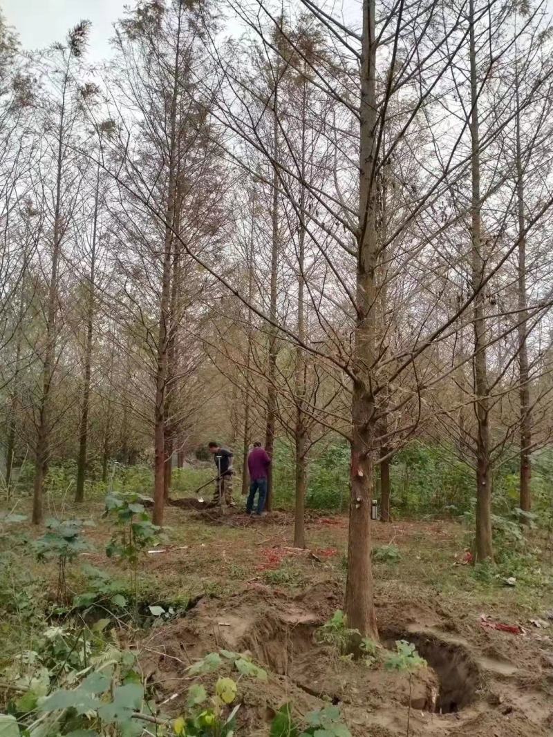 精品5-20公分水杉，池杉，落雨杉，大量供应