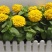 百日草花种子百日菊火球花四季易种庭院阳台种子景观花海