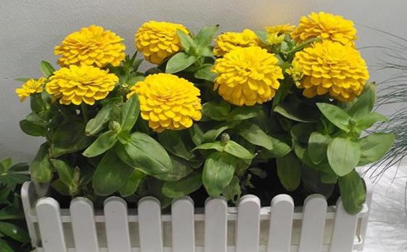 百日草花种子百日菊火球花四季易种庭院阳台种子景观花海