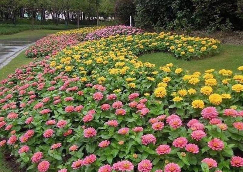百日草花种子百日菊火球花四季易种庭院阳台种子景观花海