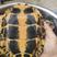 广东茂名电白区乌龟养殖地基各种规格，精品乌龟稳产种龟