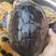 广东茂名电白区乌龟养殖地基各种规格，精品乌龟稳产种龟