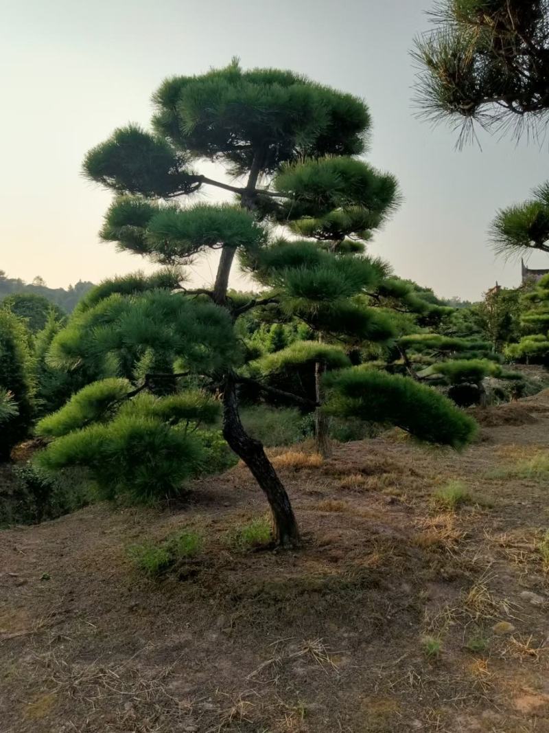 【黑松盆景】精品造型绿化苗木黑松异型黑松进口黑松造型货源充足