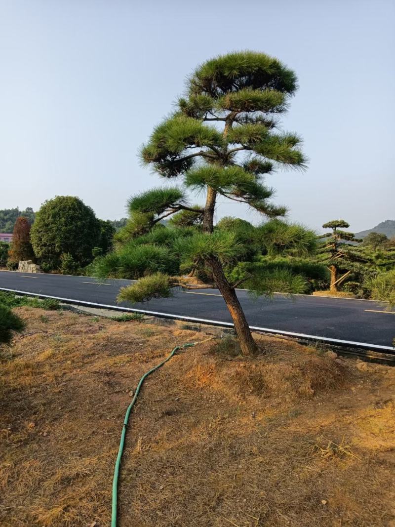 【黑松盆景】精品造型绿化苗木黑松异型黑松进口黑松造型货源充足