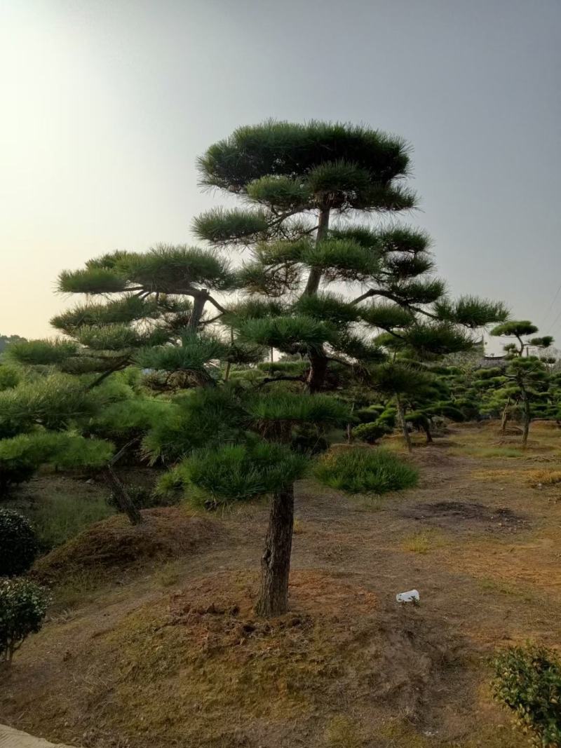 【黑松盆景】精品造型绿化苗木黑松异型黑松进口黑松造型货源充足