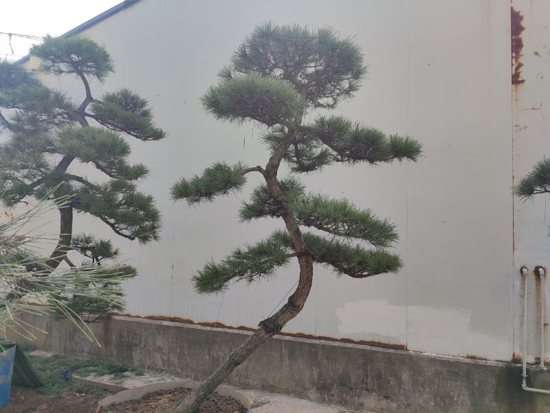 【黑松盆景】精品造型绿化苗木黑松异型黑松进口黑松造型货源充足