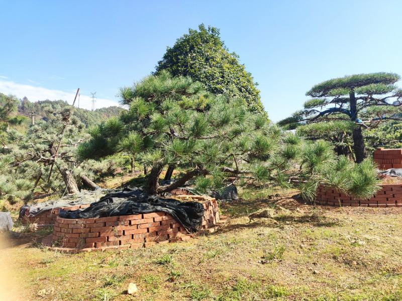 【黑松盆景】精品造型绿化苗木黑松异型黑松进口黑松造型货源充足
