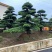 【精品造型罗汉松】，绿化造型盆景，产地湖南，基地直供量大优惠