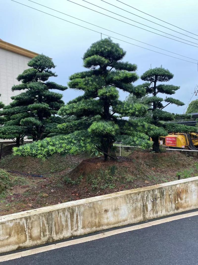 【精品造型罗汉松】，绿化造型盆景，产地湖南，基地直供量大优惠