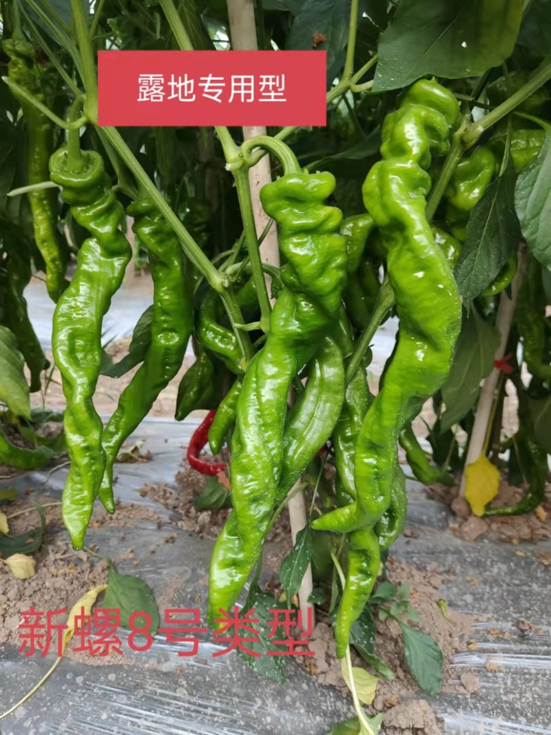 辣椒苗出售，黄壳大灯笼椒，美丰特美人椒、螺丝椒
