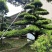 【精品造型罗汉松】，绿化造型盆景，产地湖南，基地直供量大优惠