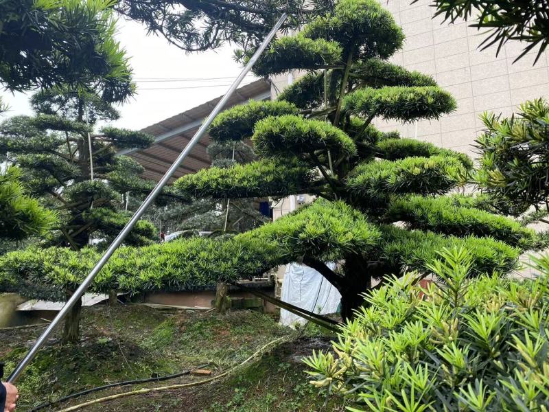【精品造型罗汉松】，绿化造型盆景，产地湖南，基地直供量大优惠