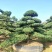 【精品造型罗汉松】，绿化造型盆景，产地湖南，基地直供量大优惠