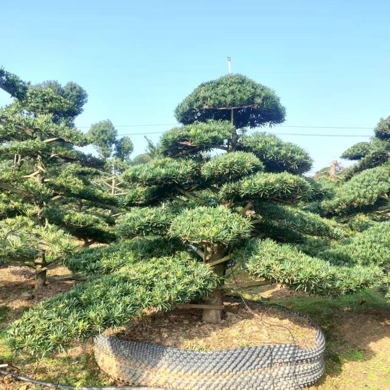 【精品造型罗汉松】，绿化造型盆景，产地湖南，基地直供量大优惠
