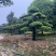 【精品造型罗汉松】，绿化造型盆景，产地湖南，基地直供量大优惠