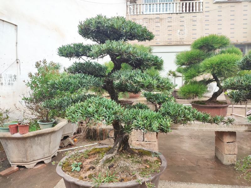 【精品造型罗汉松】，绿化造型盆景，产地湖南，基地直供量大优惠