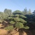 【精品造型罗汉松】，绿化造型盆景，产地湖南，基地直供量大优惠
