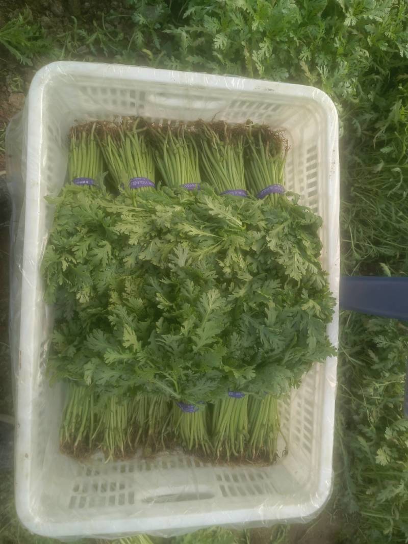 精品小把、大棚茼蒿、鲜嫩，持续有货，箱框、包均可，
