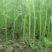 精品小把、大棚茼蒿、鲜嫩，持续有货，箱框、包均可，
