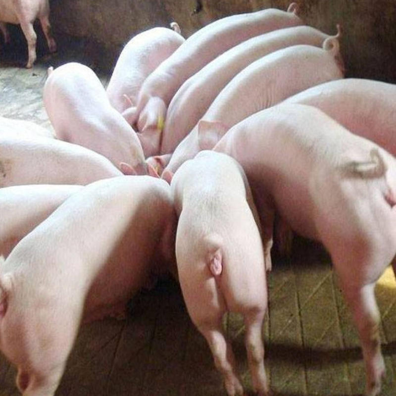 常年大量出售健康外三元仔猪正规养殖诚信经营