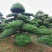 【精品造型罗汉松】，绿化造型盆景，产地湖南，基地直供量大优惠