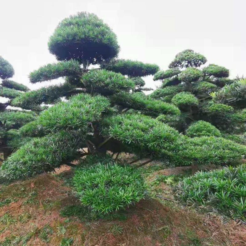 【精品造型罗汉松】，绿化造型盆景，产地湖南，基地直供量大优惠