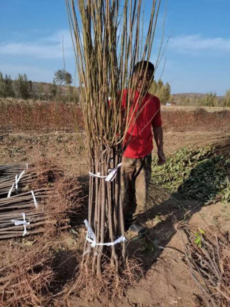 李子苗自家苗圃基地培育的各种品种