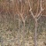 李子苗自家苗圃基地培育的各种品种